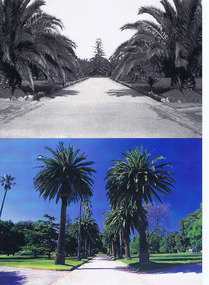 Photograph, St Kilda Botanical Gardens, c. 1950 and c. 1995