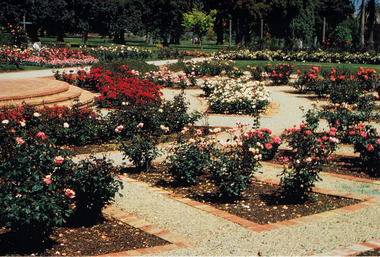 Red, pink and white standard roses are displayed in rectangular flower beds with brick edges. The flower beds are separated by gravel paths and arranged in a semi circle. Lawns, trees and more plants are in the distance.