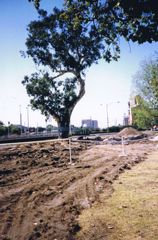 Disturbed soil and cleared land next to the Ngargee tree