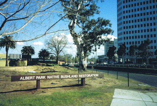 A field containing some large trees, including the Ngargee tree, and a pond next to a road. A sign in the foreground reads "Albert Park Native Bushland Restoration"