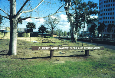 A field containing some large trees, including the Ngargee tree, and a pond next to a road. A sign in the foreground reads "Albert Park Native Bushland Restoration"