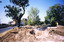 Disturbed soil and cleared land next to the Ngargee tree