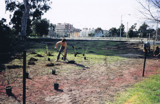 Scene of cleared land, as seen from Fitzroy Street St Kilda. In the distance is the Corroborree Tree and the barrier fence of the Queen's Road offramp from St Kilda Road. In the foreground is a wire fence, through which is seen a man digging a hole with a shovel. Near him are eleven plastic pots containing shrubs and trees ready for planting. Mounds of earth where holes have already been dug are also nearby. Two other men, to the right, are planting plants. 