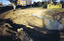A muddy pond in cleared land