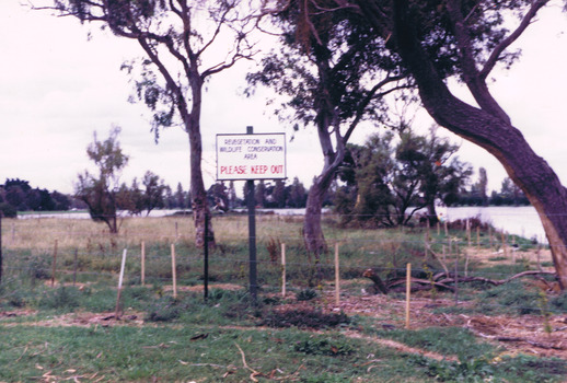 Trees, wooden stakes and seedlings in grassy field next to lake. A sign reads "Revegetation and Wildlife Area Keep Out"