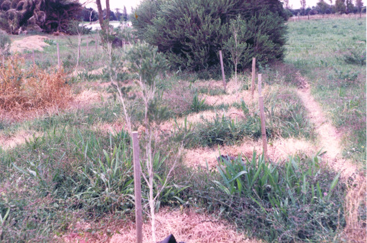 Some wooden stakes next to small shrubs in a grassy field