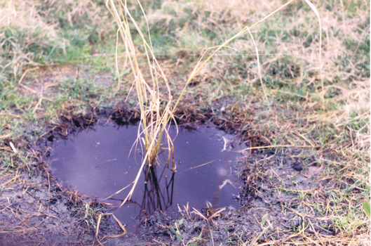 A grassy plant in a puddle of water