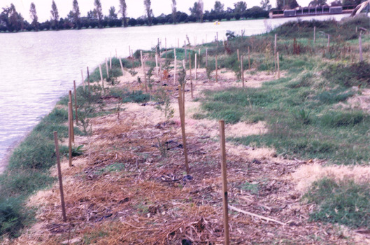 Dozens of wooden stakes positioned along the lake foreshore next to newly planted seedlings. 