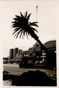 Photograph - Street scene, Esplanade palm, St Kilda, c1980s