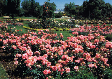 Flower beds of pink and white roses, separated by lawn. Trees and more lawns are in the background.