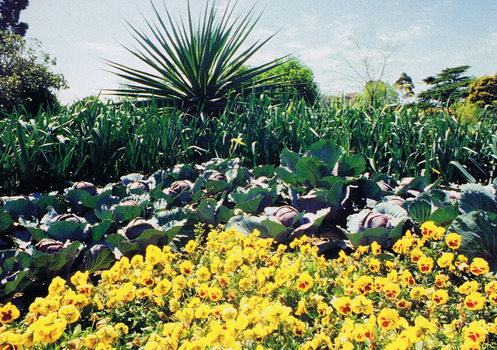 A mixture of plants including pansies and cabbages.
