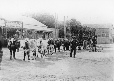 Photograph - Streetscape, Bullock Team with load of Wattle Bark c1910 In front of Cornish's Boarding House