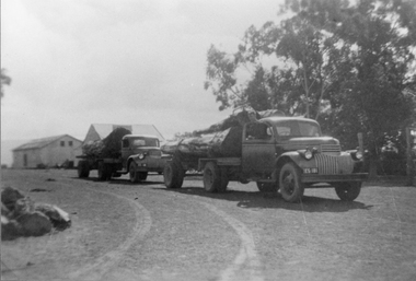Photograph, Mr Bert Ingletons Log Trucks loaded with Red Gum Logs
