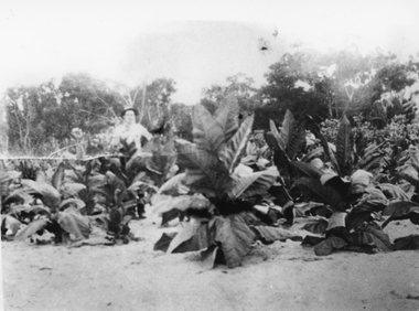 Photograph, Mr Charles Pickering with his Tobacco Crop at Dadswells Bridge c1930