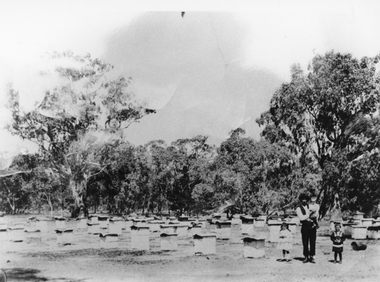 Photograph, Mr Fred Howard with his Bee Hives at Dadswells Bridge