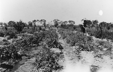 Photograph, Mr Stan Cox at the Hines Tomato Growing Property in Pomonal