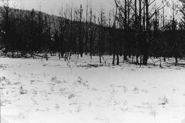 Photograph, Bushfire Damage at Mount Cassell at Pomonal 1939