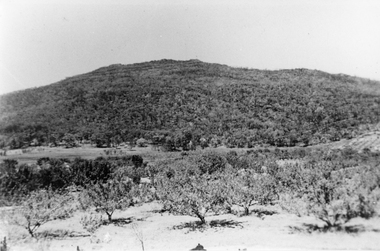 Photograph, Bushfire Damage on Pine Trees on the Lemprier property at Pomonal 1939