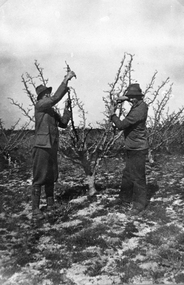 Photograph, Mr Ted and Albie Cox Pruning Fruit Trees on Cox's Orchard
