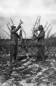Photograph, Mr Ted and Albie Cox Pruning Fruit Trees on Cox's Orchard