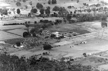 Photograph, Cox’s Orchard at Mt Cassell in Pomonal