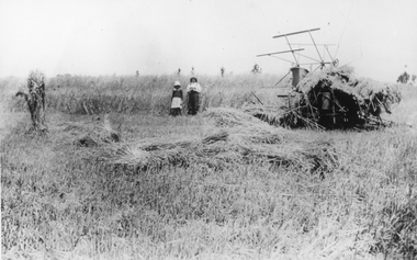Photograph, Altmann’s Farm in Concongella harvesting an Oatcrop