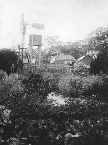 Photograph - Yard Scenes at 'Whitehall', Hutchings Farm “Whitehall” -- 3 Photos