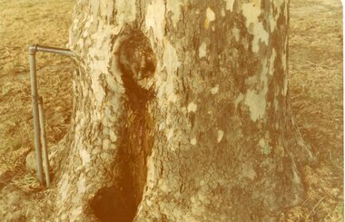 Photograph, Central Park Tree with Water Tap, C 1960's    2012