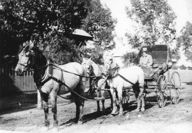 Photograph, Mr Bow Hutchings seated in three horse drawn buggy at Whitehall