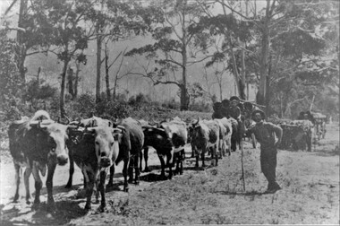 Photograph, Two Bullock Teams with loads of Water Pipes at Halls Gap