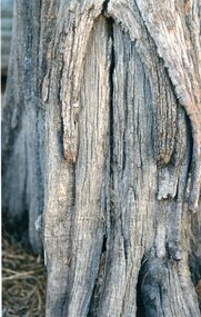 Photograph, Scar Trees in Lubeck