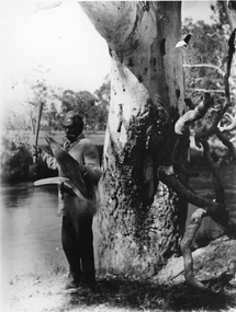 Photograph, Indigenous or First Nation Person at Carrs Plains with Traditional weapons.  Demonstration of war weapons by Jardwadjali man, Jacky Cocooquine