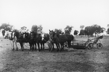 Photograph, Mr Gordon Maconachie near Callawadda ploughing the fields c1920's
