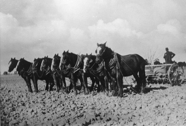 Photograph, Male riding on the footboard sowing with a Drill drawn by a team of eight horses