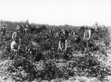Photograph, Hans Irvine’s Vineyard Great Western with Grape Pickers c1890's