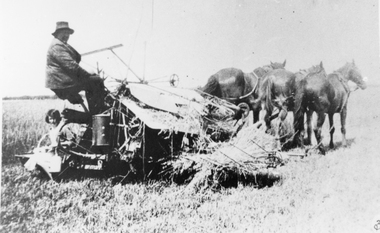 Photograph, Reaper and Binder being drawn by horses