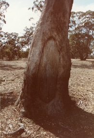Photograph, Aboriginal Canoe Trees near Campbells Bridge