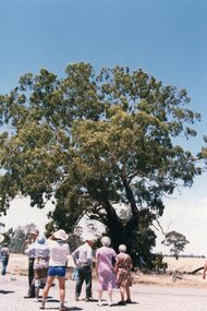 Photograph, Historical Society members at Yellow Gum Near Wal Wal