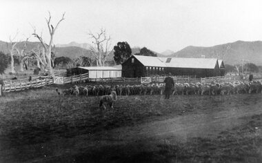 Photograph, “Yarram Park” Homestead Shearing Shed in Willaura with a flock of sheep in foreground