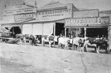 Photograph, Bullock Team Resting in Upper Main Street Stawell 1880