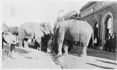 Photograph, Elephants from a Circus at Fraser's Bricklayers Arms Hotel in Barnes Street drinking out of Horse Trough