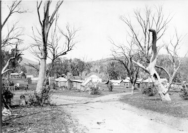 Photograph, Telford Bushland Scene c1902