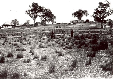 Photograph, Ledcourt Home Station in the Grampians 1866