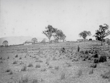 Photograph, Ledcourt Home Station in the Grampians 1866