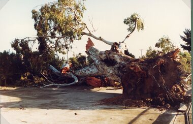 Photograph, Large Redgum Corroboree Tree --- Fallen down at Central Park