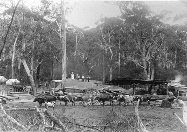Photograph, Halls Gap Saw Mill & Bullock Team owned by McKeon Brothers