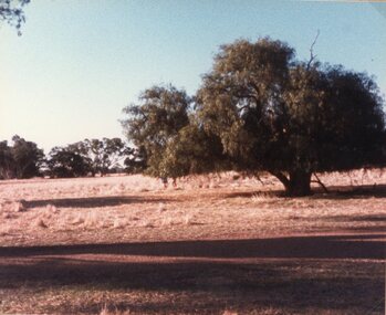 Photograph, “Cheshire Park" Homestead at Greens Creek 1985 -- 7 Photos -- Coloured