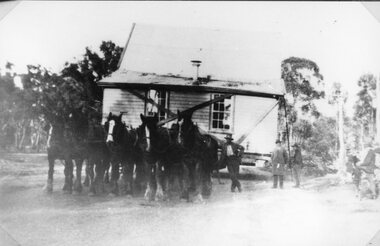 Photograph, Illawarra Primary School Number 1681 being shifted by draft horses c1934-1935