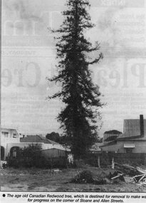 Newspaper, Canadian Redwood tree at 17 Sloan Street and corner of Allen Street 1996