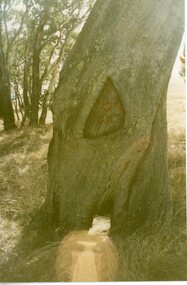 Photograph, Survey Tree with markings at Lake Lonsdale -- 2 Photos
